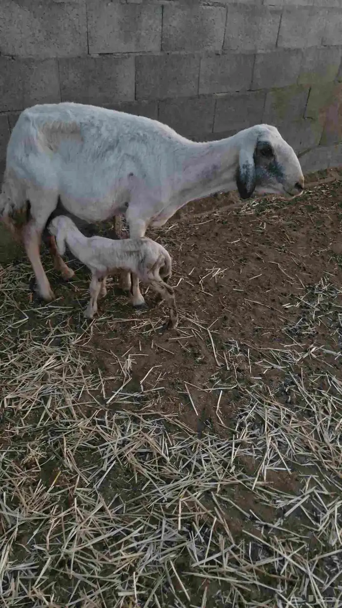 حريه للبيع شاه حريه للبيع خلفه 1