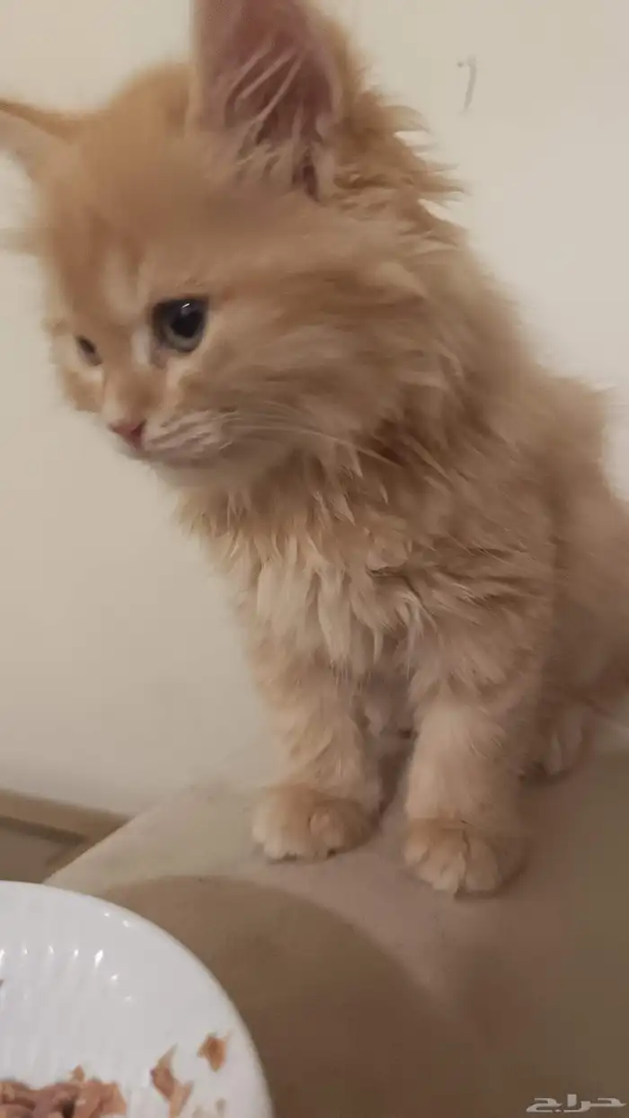 قط ذكر شيرازي 0