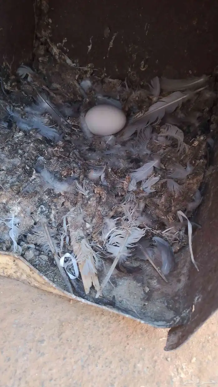 دجاج بلدي بياض شرط ودجاجه مرجن واحده مرجنه 2