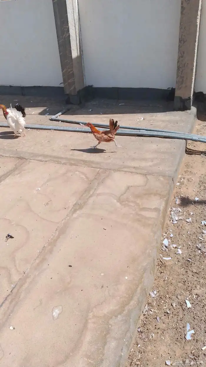 دجاج بلدي بياض شرط ودجاجه مرجن واحده مرجنه 8