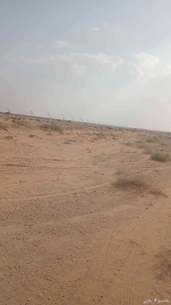 قص وتنظيف وتحويض نخل عربي 10