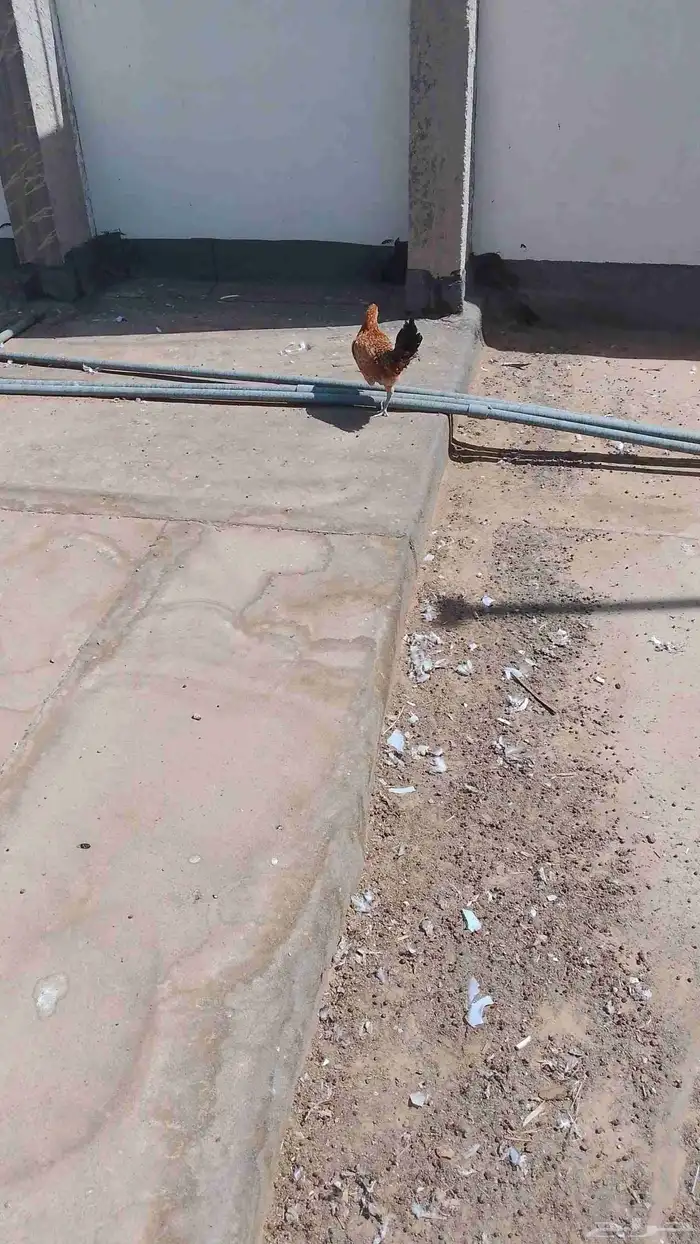 دجاج بلدي بياض شرط ودجاجه مرجن واحده مرجنه 7
