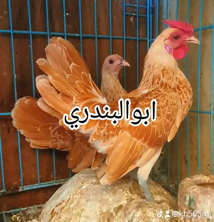 دجاج سبرايت 0