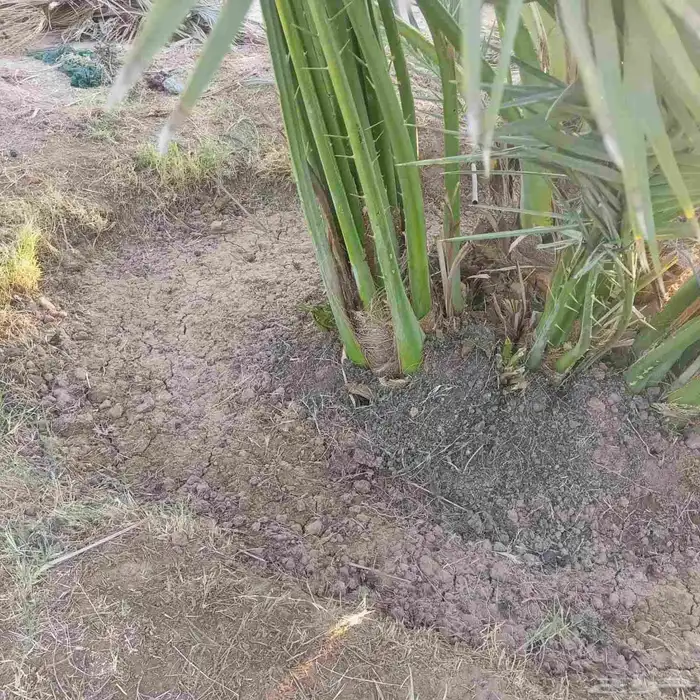 نخل للبيع القصيم سكري مجدول صقعي عجوة صفاوي عنبرا ورثان بيضا 6