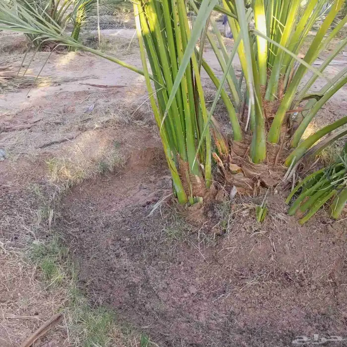 نخل للبيع القصيم سكري مجدول صقعي عجوة صفاوي عنبرا ورثان بيضا 5