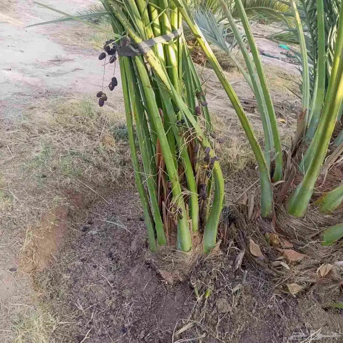 نخل للبيع القصيم سكري مجدول صقعي عجوة صفاوي عنبرا ورثان بيضا 3