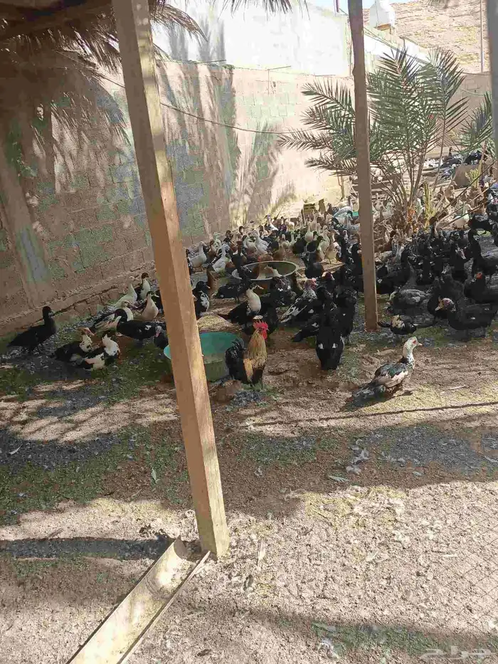 بط بلدي بياض الصحه 100 100واخده جميع التطعيمات العلف راسكو 2
