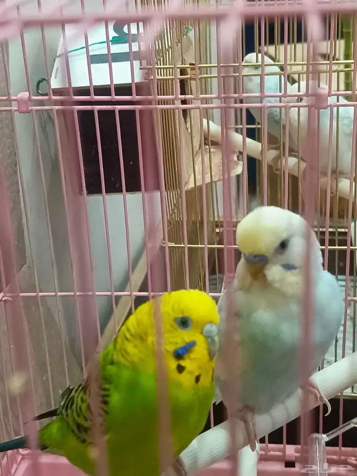 زوج بادجي وفروخه 3