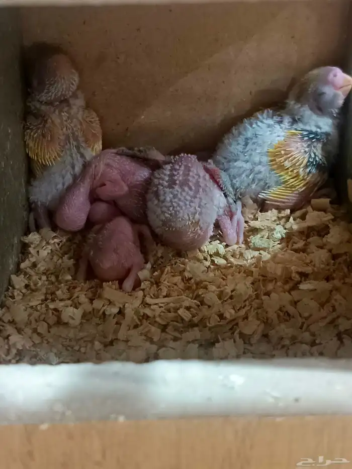 زوج بادجي وفروخه 13