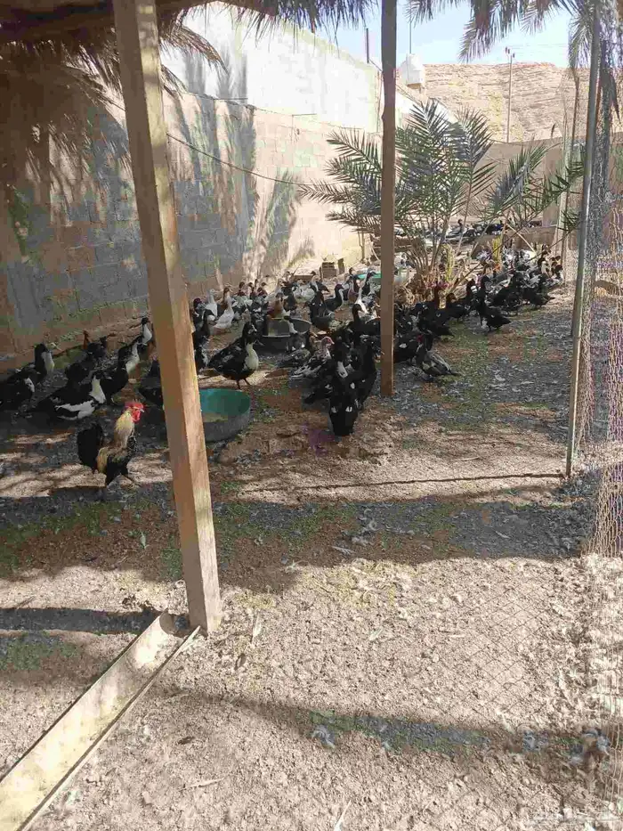 بط بلدي بياض الصحه 100 100واخده جميع التطعيمات العلف راسكو 0
