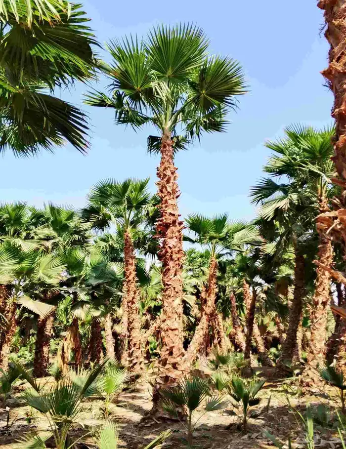 نخل واشنطن زينه درجه اولى وأشجار مختلفة الأنواع 4