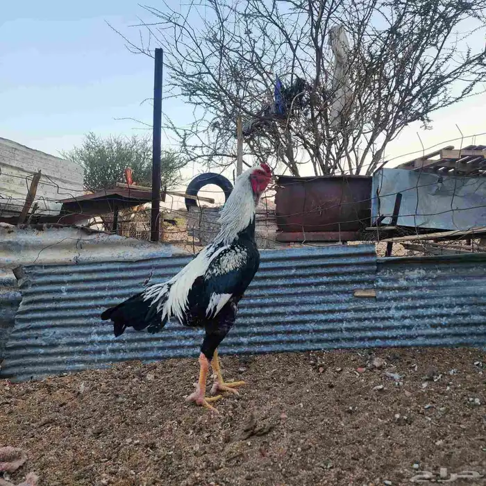 ديك شامو ياباني اوسكا 1