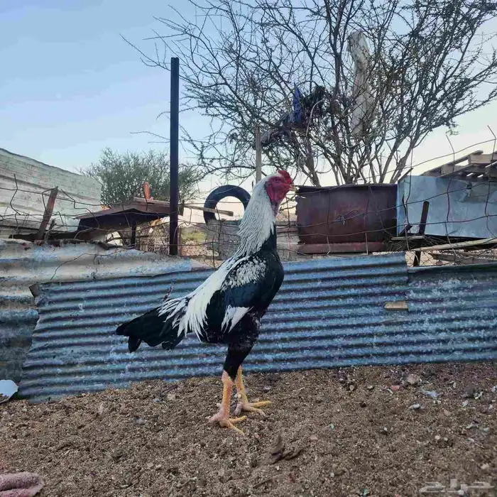 ديك شامو ياباني اوسكا 2
