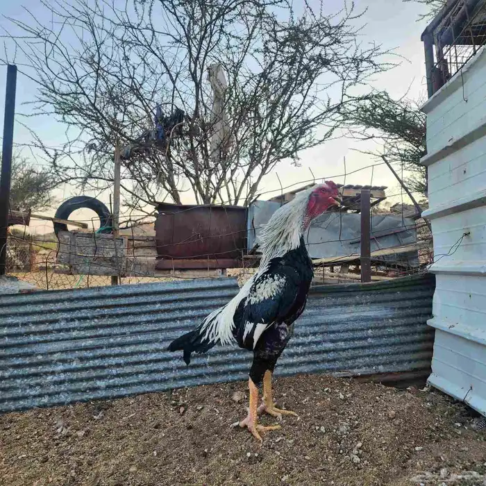 ديك شامو ياباني اوسكا 3