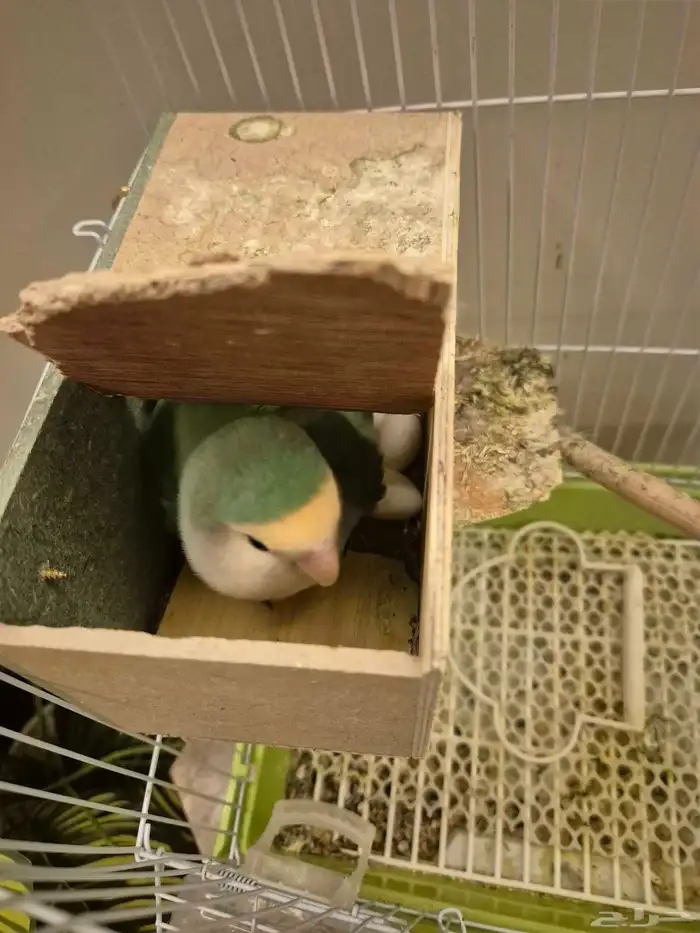 أنثى روز منتجه للبيع 2