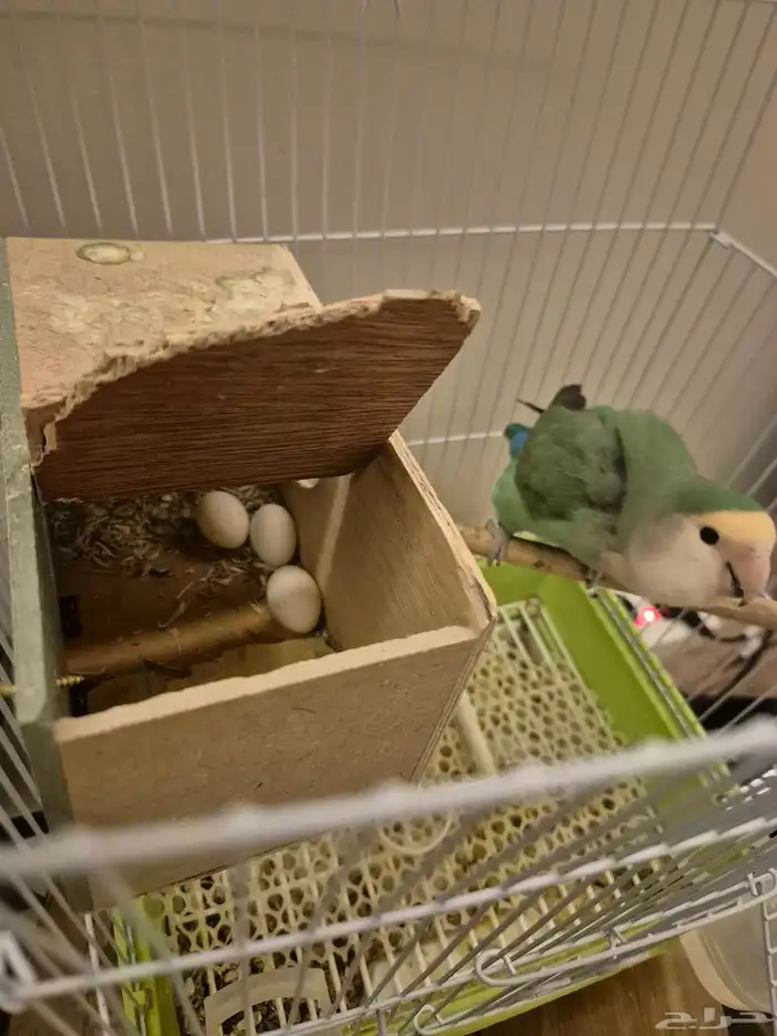 أنثى روز منتجه للبيع 1