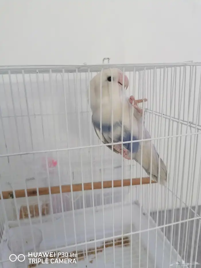 للبيع انثى 4