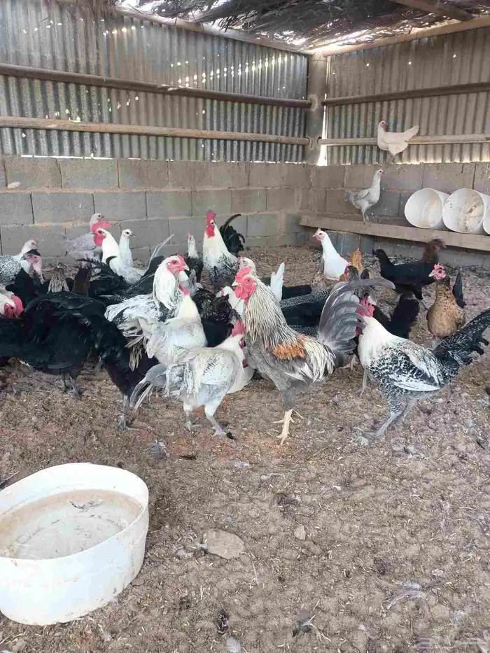 دجاج بلدي بياض 3