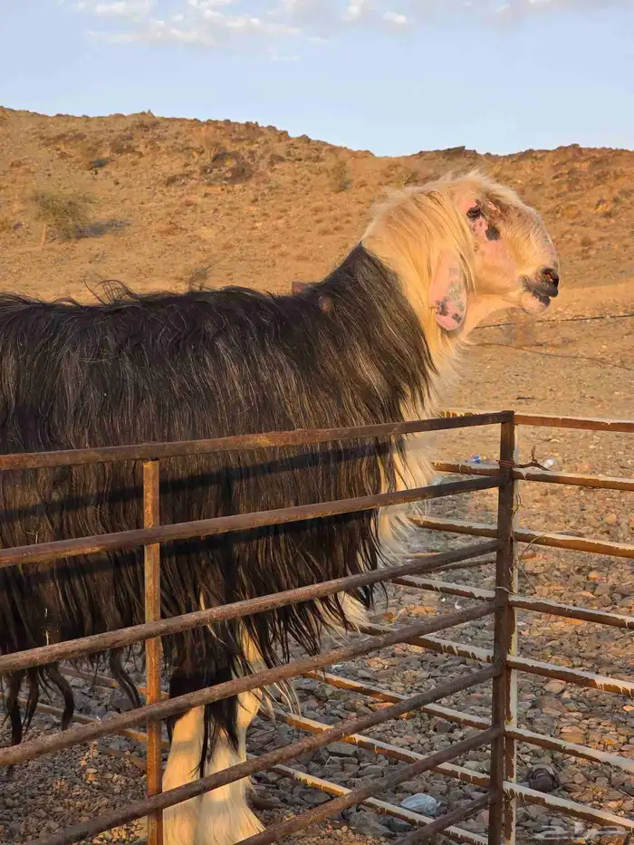 مشاريع فحول للبيع 0