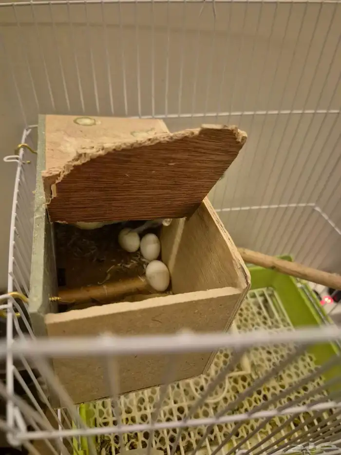 أنثى روز منتجه للبيع 0