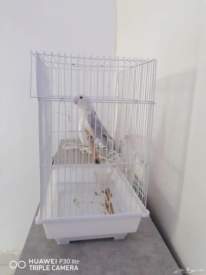 للبيع انثى 2