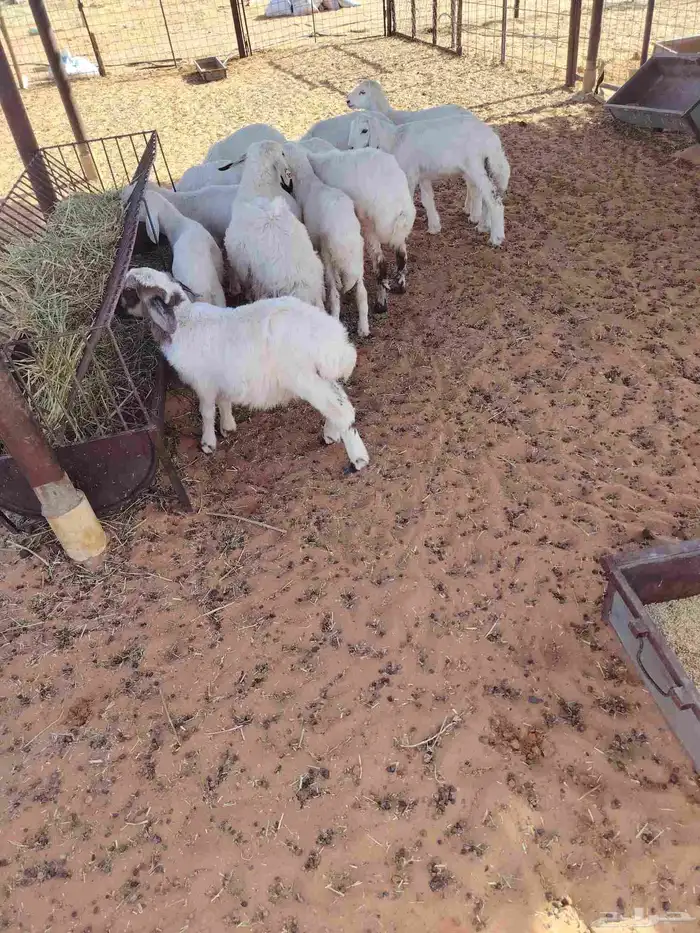 ذبايح حري و مشروك الموقع بالزلفي 2