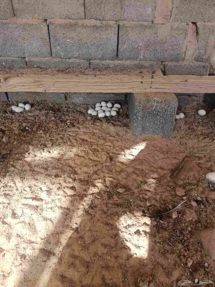 دجاج بلدي بياض 6