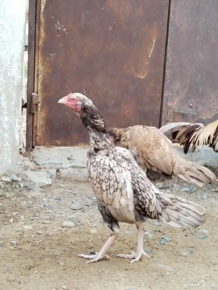 دجاج باكستاني 4