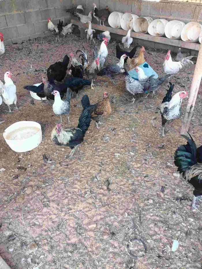 دجاج بلدي بياض 4