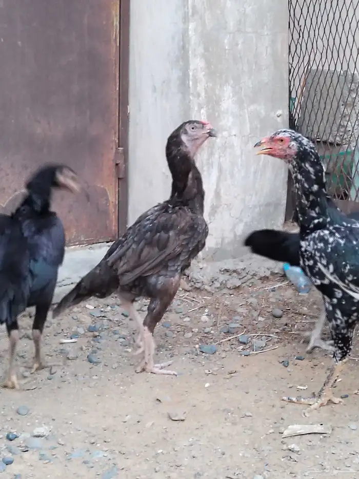 دجاج باكستاني 2