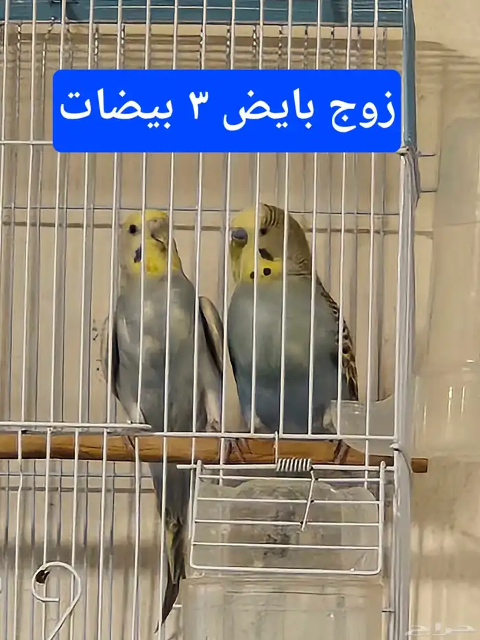 طيور الحب بادجي ازواج منتجه 8