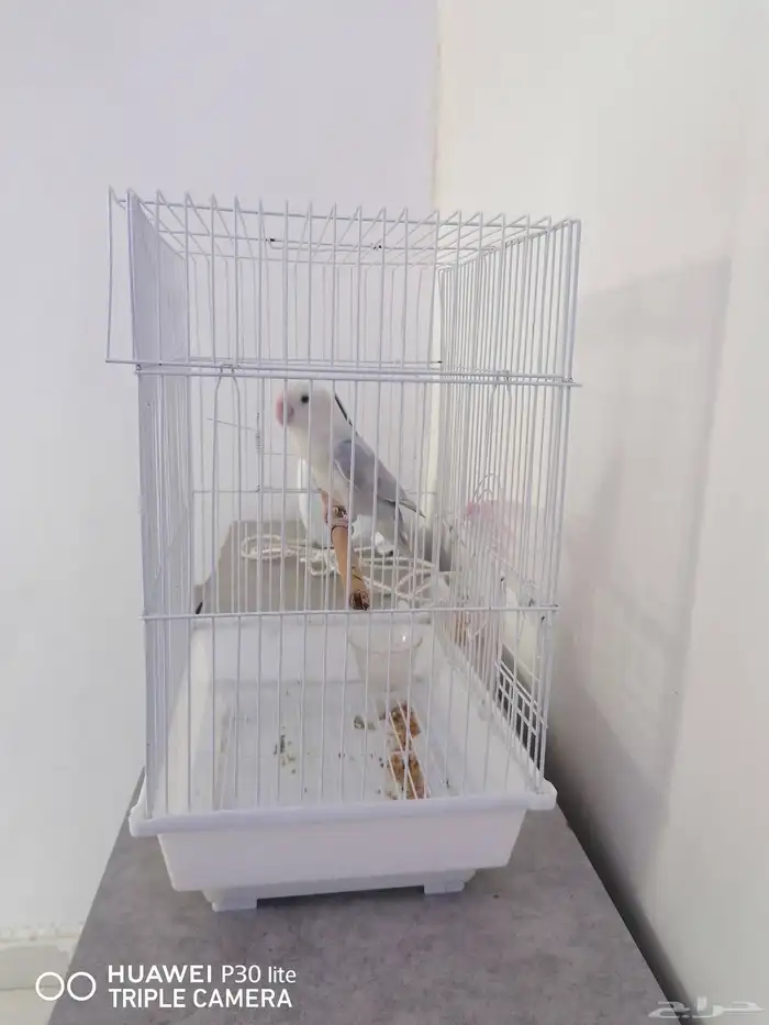 للبيع انثى 1