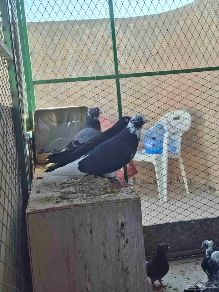 حمام قطايف 16