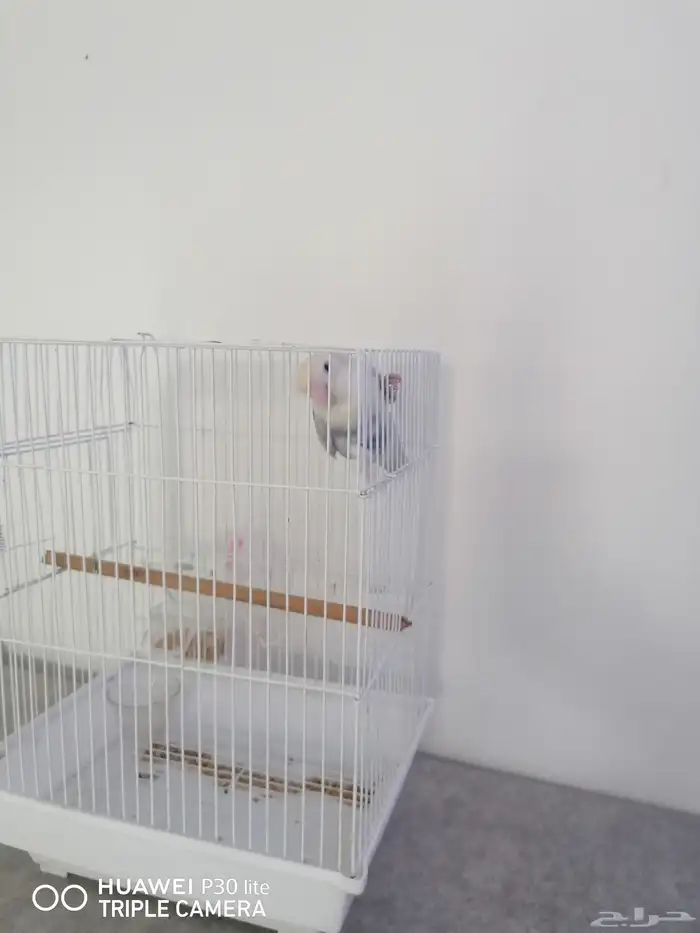 للبيع انثى 5