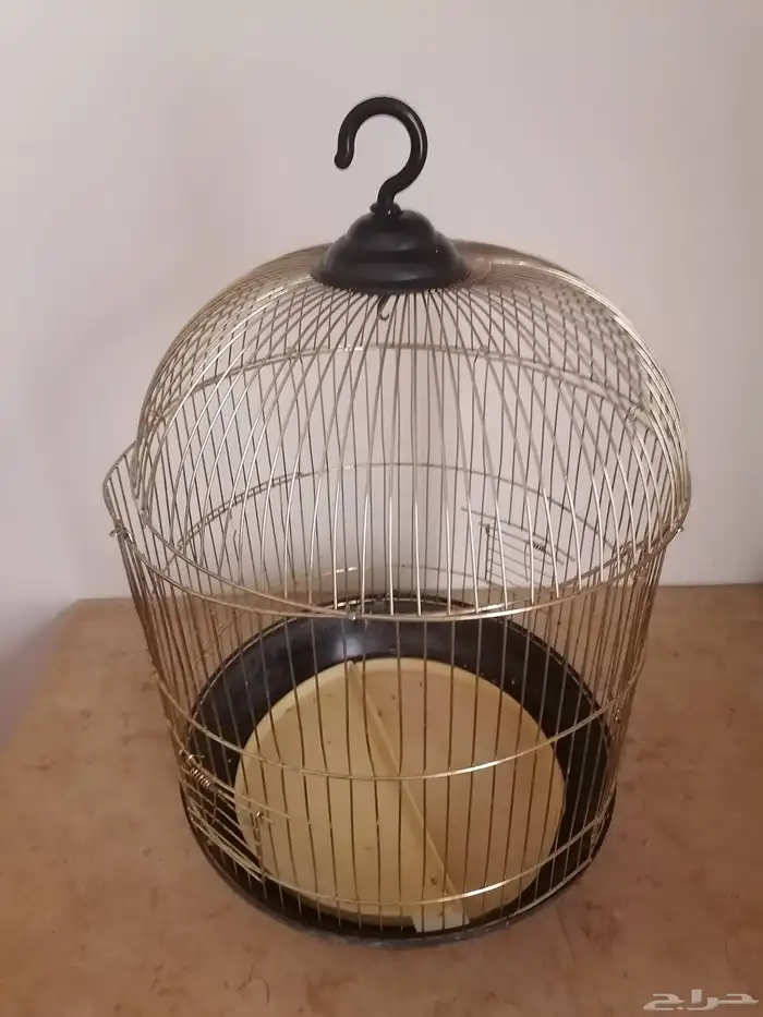 اثنين طيور بادجي مع قفص كبير وقفص صغير للبيع 3