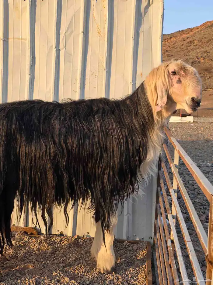 مشاريع فحول للبيع 2