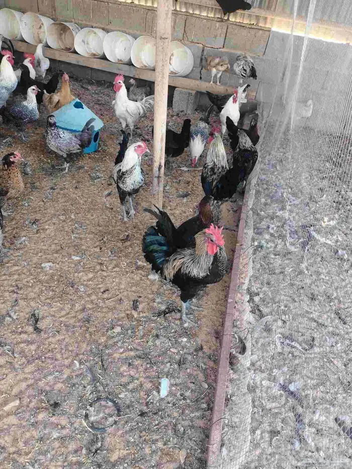 دجاج بلدي بياض 5