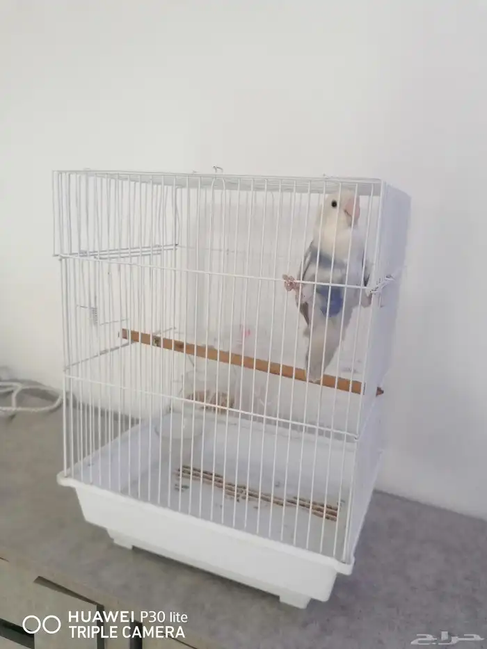 للبيع انثى 6