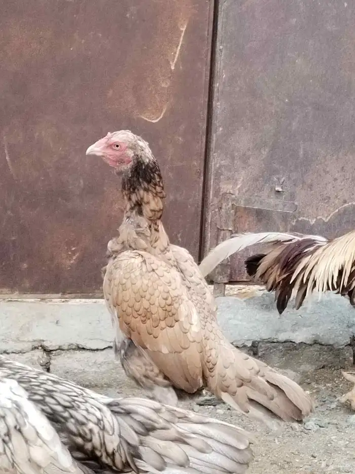 دجاج باكستاني 5
