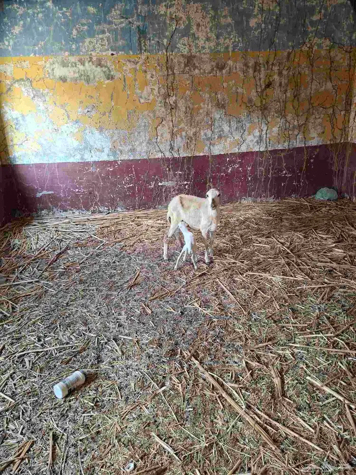 نعجة منتوج بفرير 0