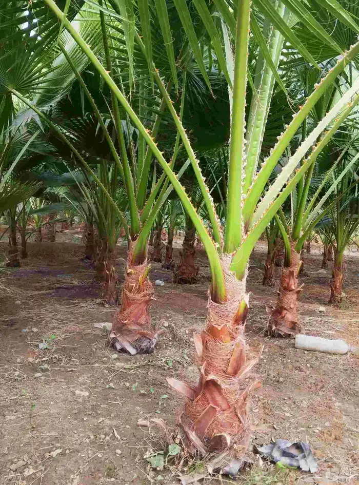 نخل واشنطن زينه درجه اولى وأشجار مختلفة الأنواع 9