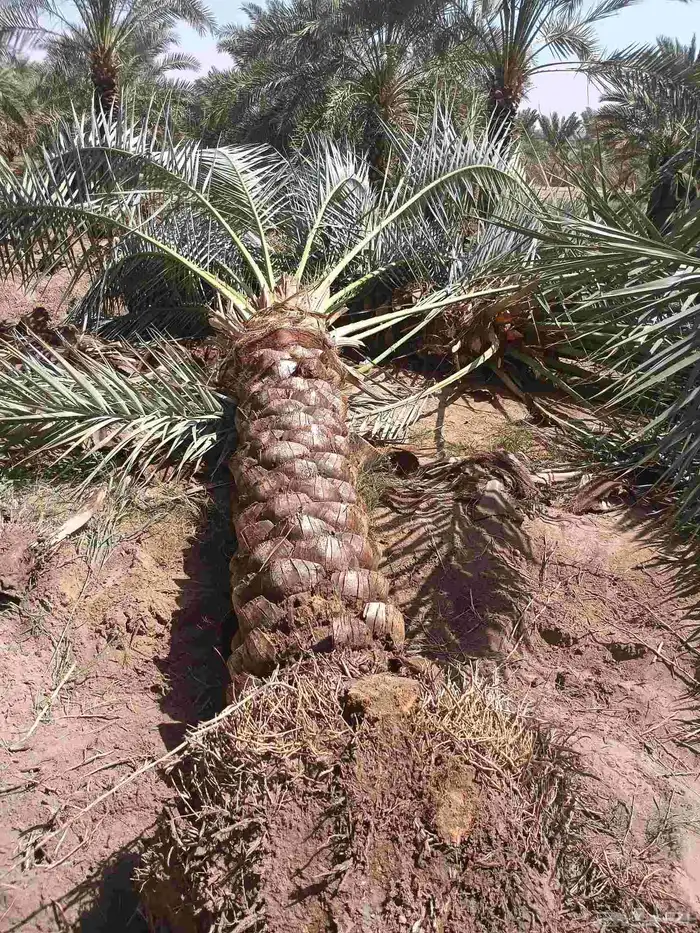 يوجد لدينا روثان من مترين لا مترين ونص 0