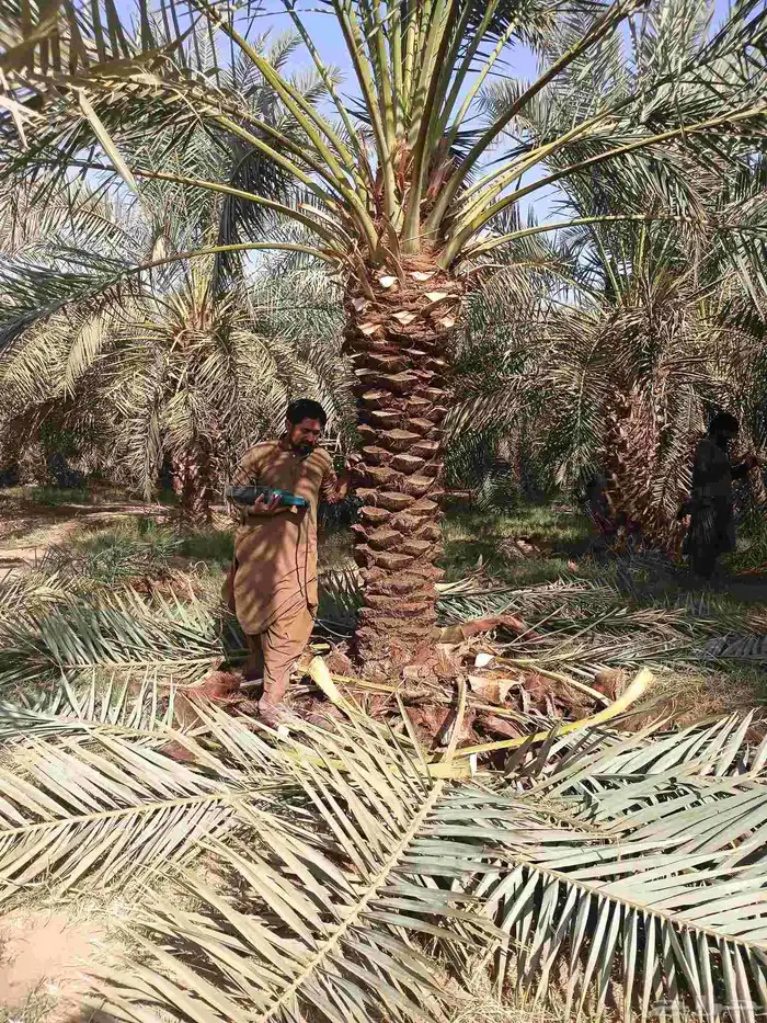 يوجد لدينا روثان من مترين لا مترين ونص 4