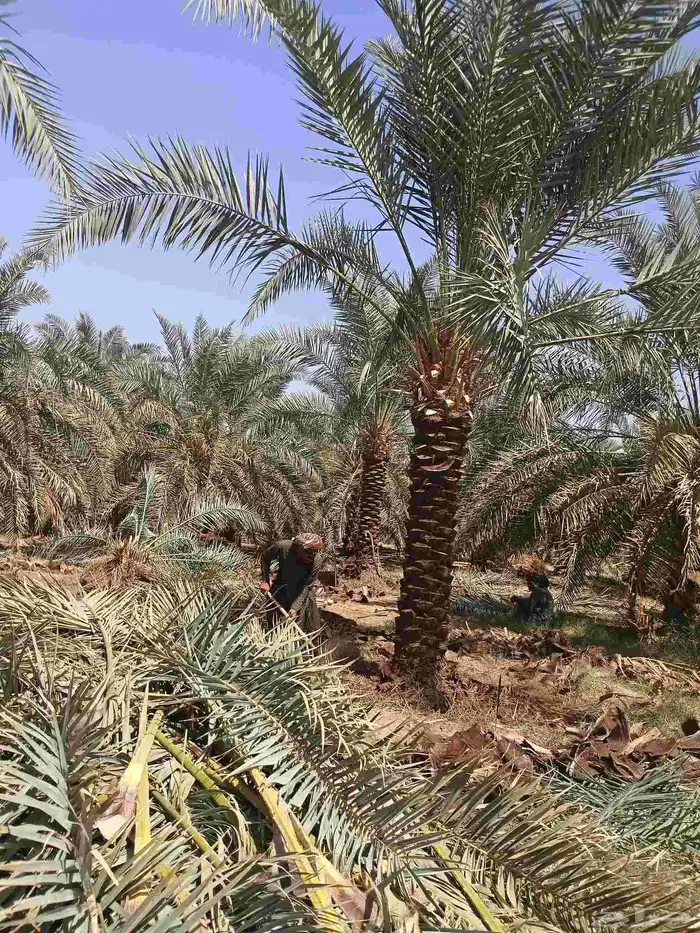 يوجد لدينا روثان من مترين لا مترين ونص 2