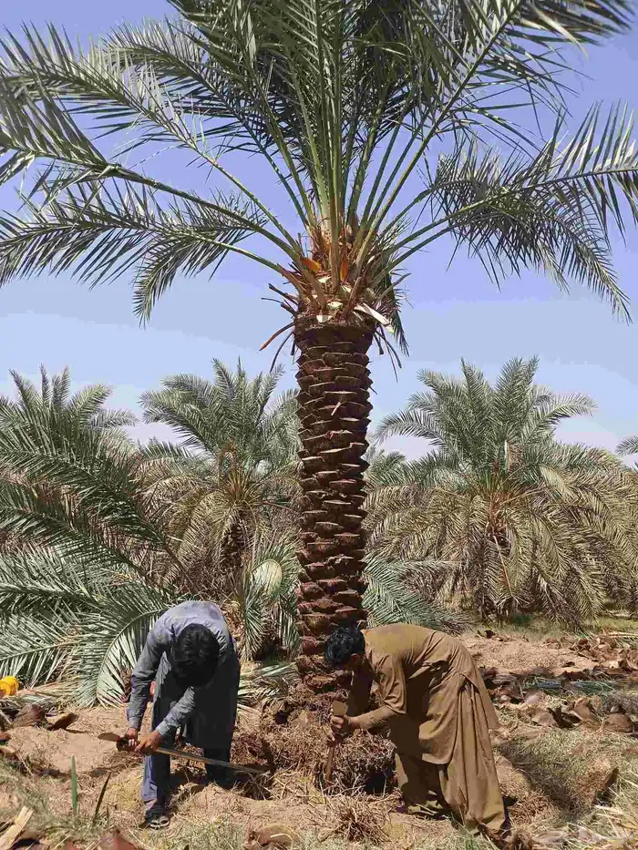 يوجد لدينا روثان من مترين لا مترين ونص 3