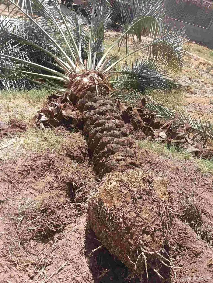 يوجد لدينا روثان من مترين لا مترين ونص 1