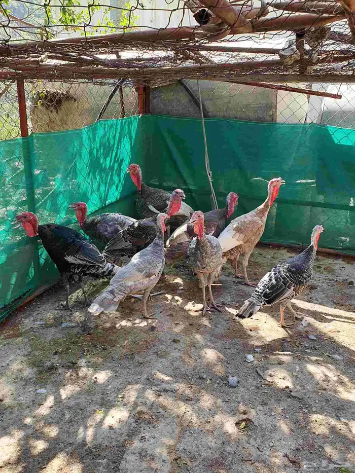 دجاج رومي ذكران 0