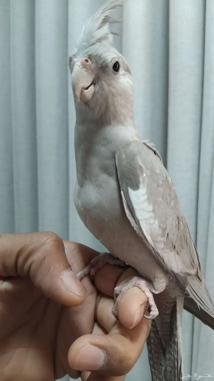 ذكر كروان اليف 0