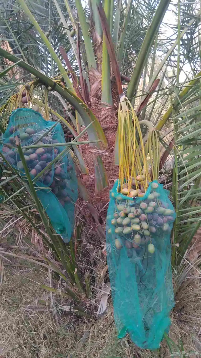 نخل للبيع مثمر خلاص سكري صقعي مجدول صفري خشرم منيفي شيشي 2