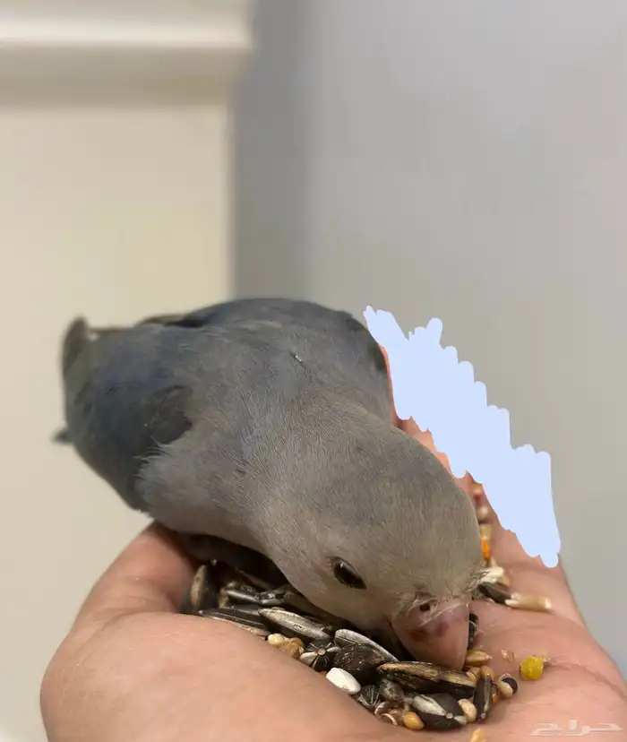 ببغاء روز للبيع 300 ريال 2